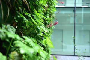 Fassadenbegrünung am Bürogebäude des Max-Planck-Instituts in Münster