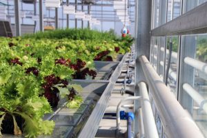 Nachhaltige Wassernutzung im Altmarktgarten in Oberhausen durch die Lagus GmbH