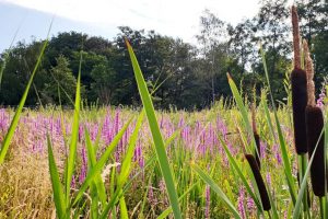 Transpirant: Verdunstung von Niederschlags-Wässern