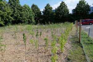 Tiny Forest im Gewerbegebiet – Ein Projekt des ZebiO e.V.