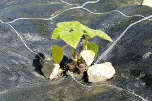 Kurzumtriebs­plantagen im Gewerbegebiet – Ein Projekt des ZebiO e.V.