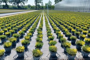 Effizienter Einsatz von Wasser und Dünger bei der Pflanzenaufzucht im Blumengroßhandel Eurofleurs Elbers GmbH & Co. KG