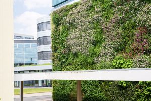 Pilotprojekt: `Living Wall´ auf dem Gelände der RheinEnergie-Zentrale