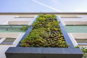 Fassadenbegrünung in Altenessen